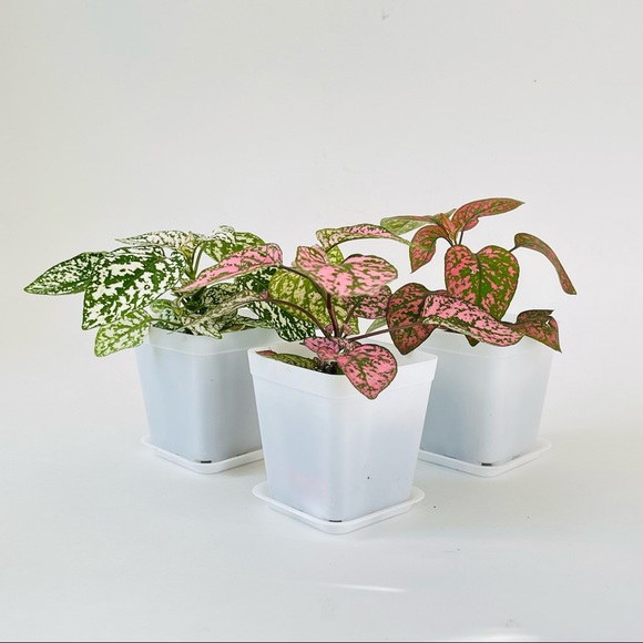 Pink Polka Dot Plant - Picture 4 of 8